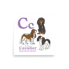 14″×14″ C is for Cavalier Art Print