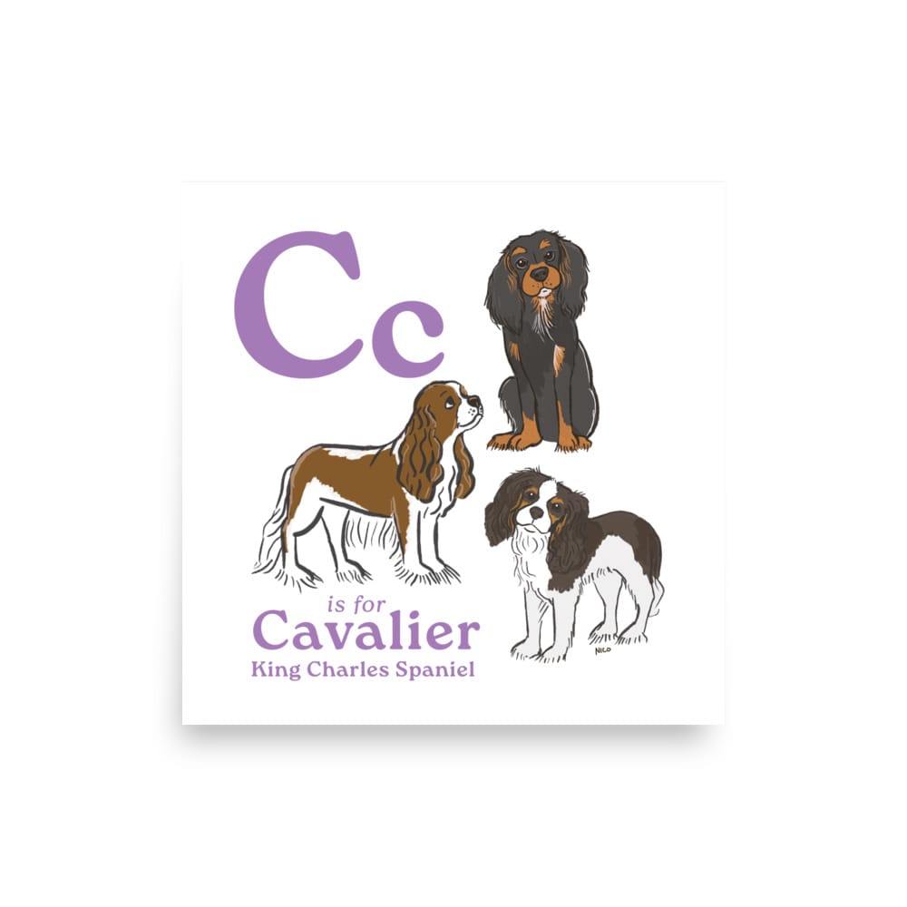 14″×14″ C is for Cavalier Art Print