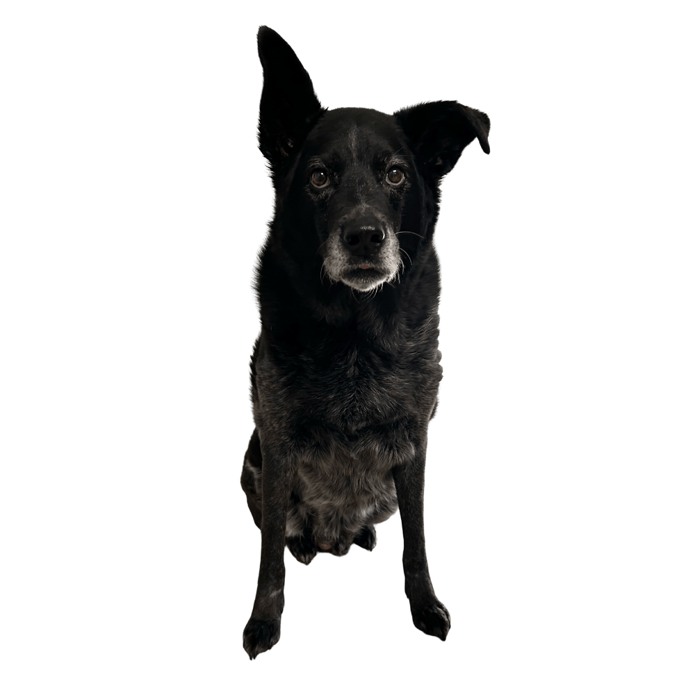 Our dog Charlie