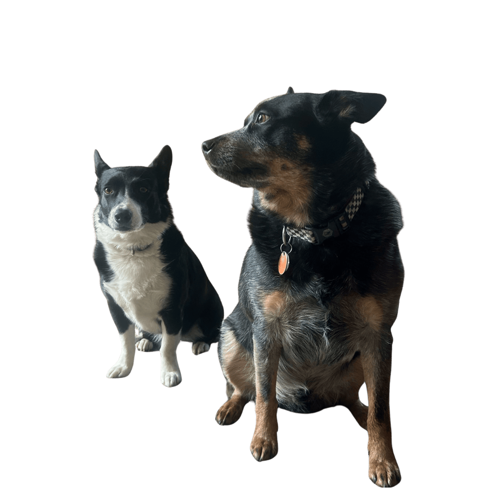 Our dogs daisy & desmo