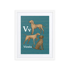 Print Material White / 16″×20″ V is for Vizsla - Framed Dog Alphabet Print for Kids Room
