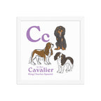 White / 12″×12″ C is for Cavalier Framed Print