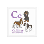 White / 14″×14″ C is for Cavalier Framed Print